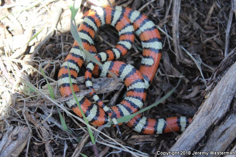 Utah Milksnake (Lampropeltis triangulum taylori)