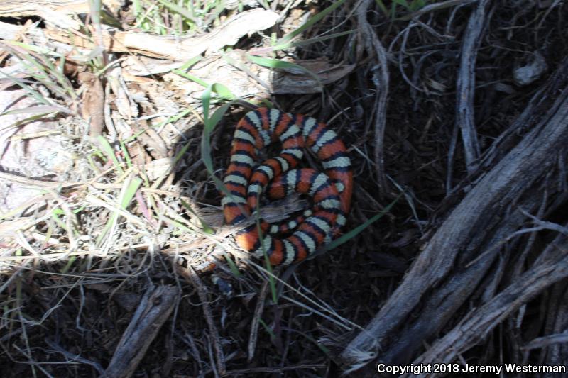 Utah Milksnake (Lampropeltis triangulum taylori)