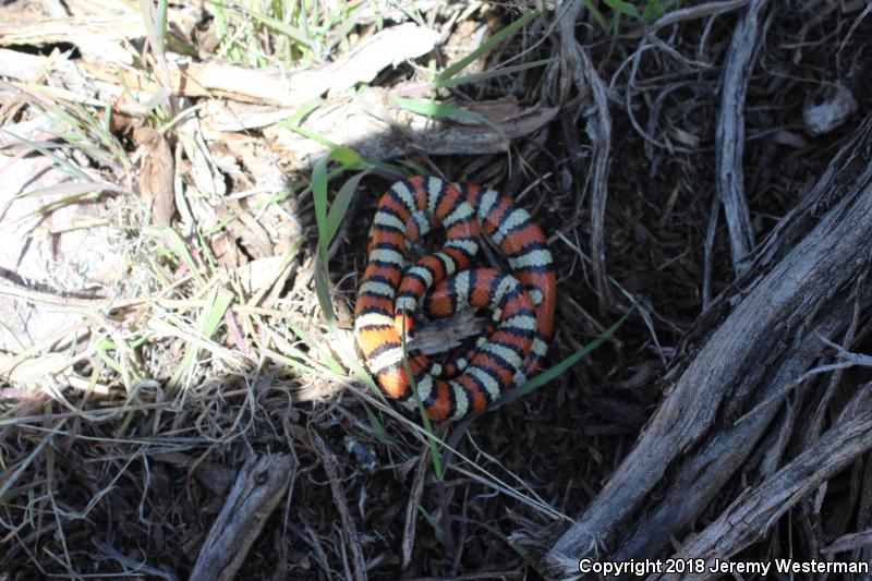 Utah Milksnake (Lampropeltis triangulum taylori)