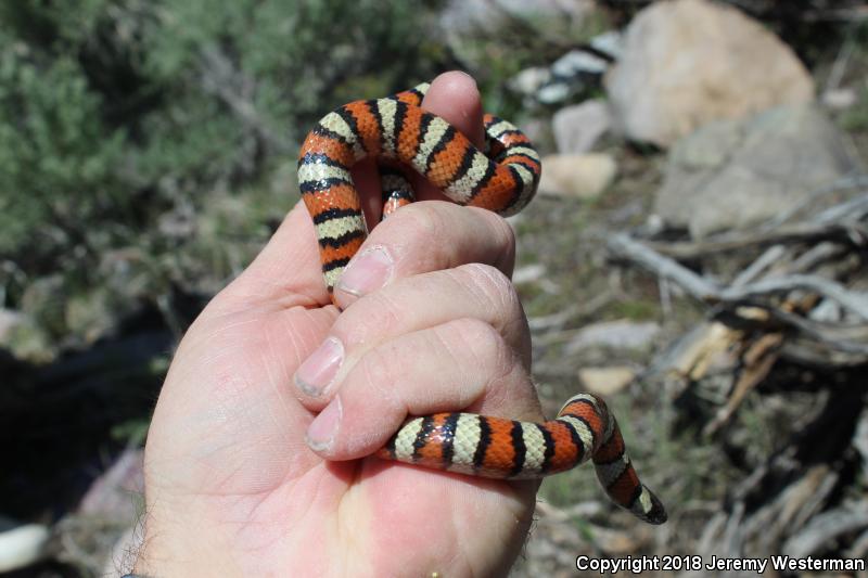 Utah Milksnake (Lampropeltis triangulum taylori)