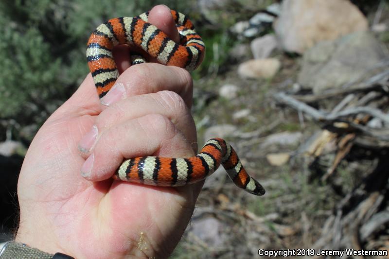 Utah Milksnake (Lampropeltis triangulum taylori)