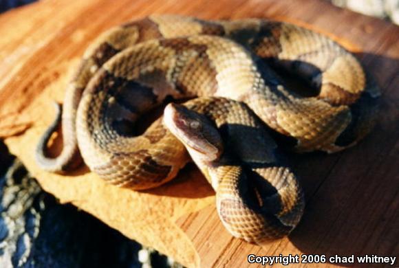 Osage Copperhead (Agkistrodon contortrix phaeogaster)