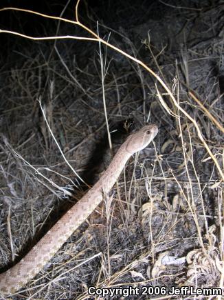 Red Diamond Rattlesnake (Crotalus ruber ruber)