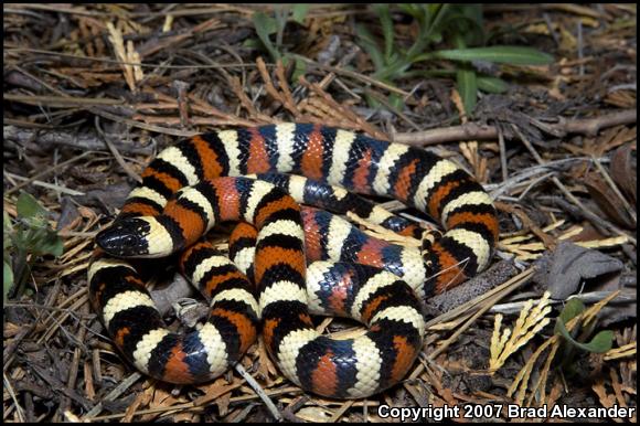 Sierra Mountain Kingsnake (Lampropeltis zonata multicincta)