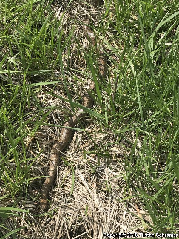 Prairie Kingsnake (Lampropeltis calligaster calligaster)