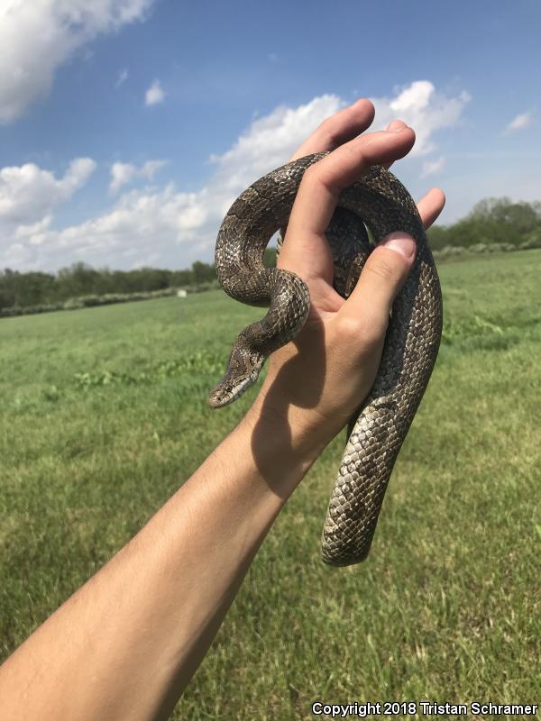 Prairie Kingsnake (Lampropeltis calligaster calligaster)