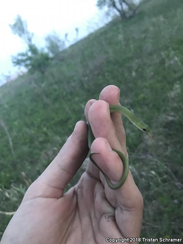 Smooth Greensnake (Opheodrys vernalis)