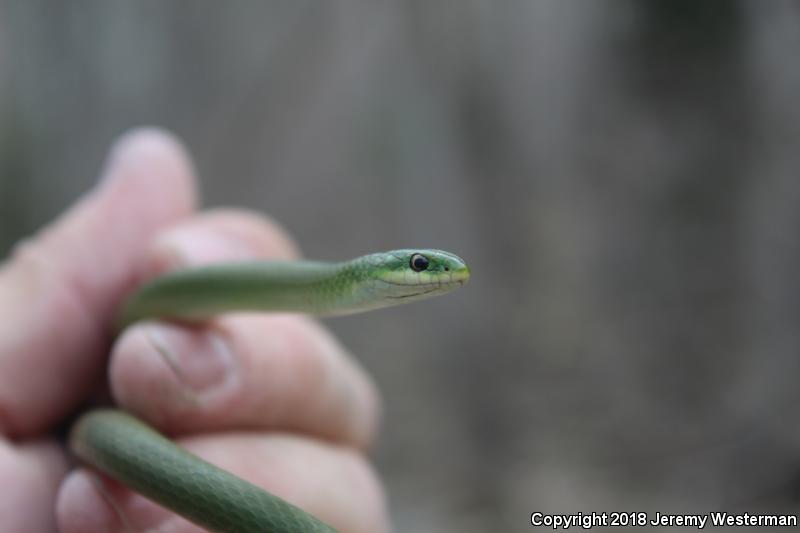 Western Smooth Greensnake (Opheodrys vernalis blanchardi)