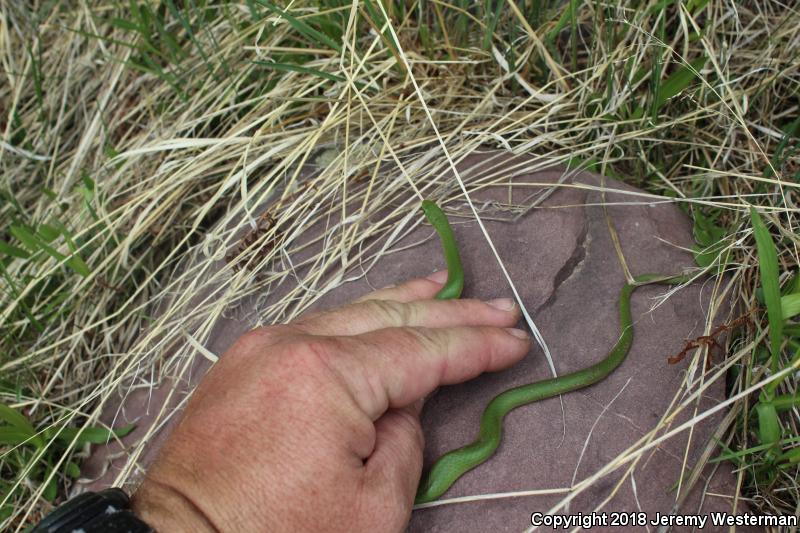 Western Smooth Greensnake (Opheodrys vernalis blanchardi)