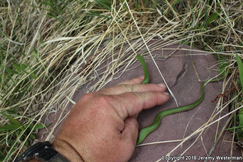 Western Smooth Greensnake (Opheodrys vernalis blanchardi)