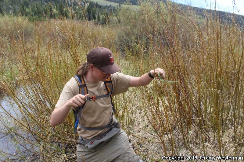 Western Smooth Greensnake (Opheodrys vernalis blanchardi)