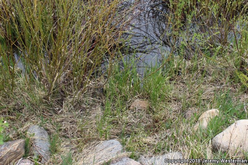 Western Smooth Greensnake (Opheodrys vernalis blanchardi)