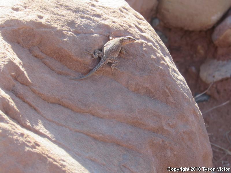 Plateau Side-blotched Lizard (Uta stansburiana uniformis)