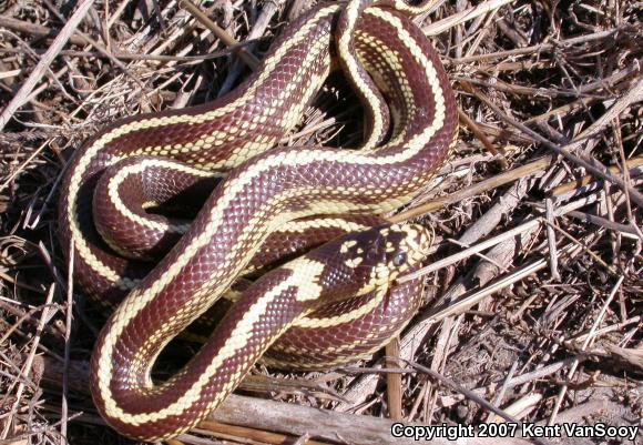 California Kingsnake (Lampropeltis getula californiae)