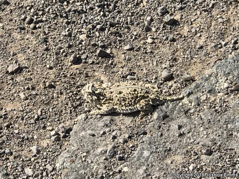 Texas Horned Lizard (Phrynosoma cornutum)