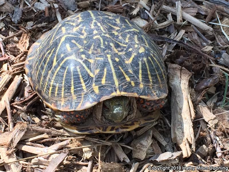 Ornate Box Turtle (Terrapene ornata ornata)