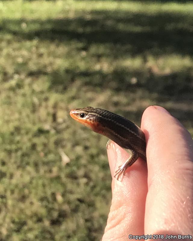 Short-lined Skink (Plestiodon tetragrammus brevilineatus)