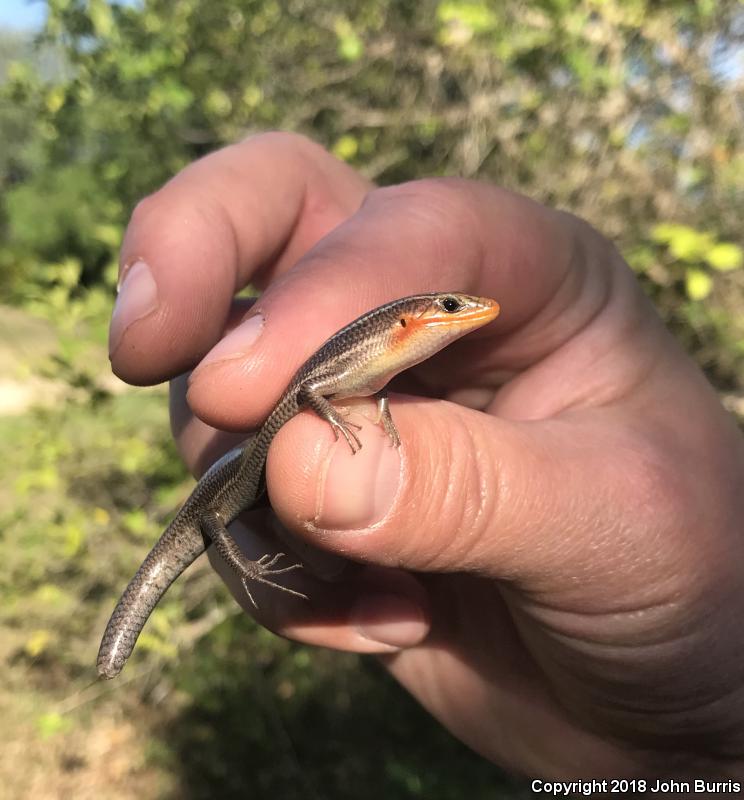 Short-lined Skink (Plestiodon tetragrammus brevilineatus)