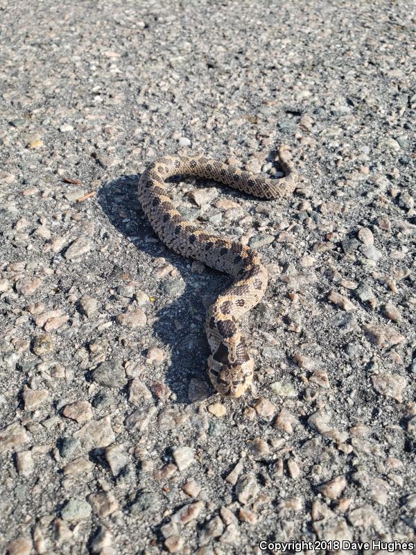 Southern Hog-nosed Snake (Heterodon simus)