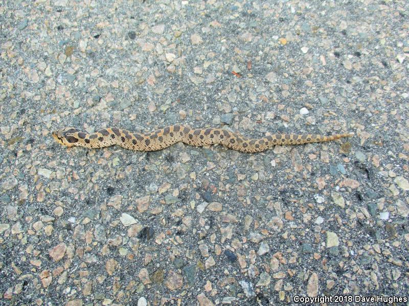 Southern Hog-nosed Snake (Heterodon simus)