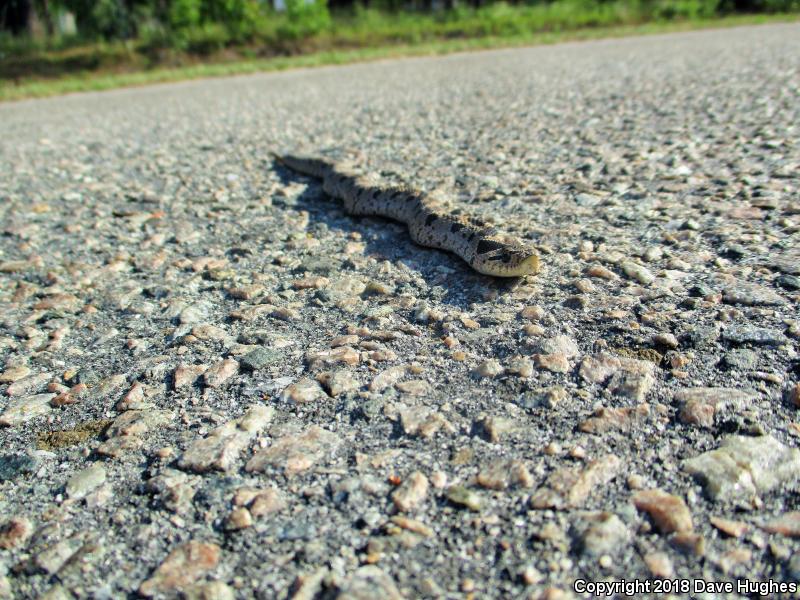 Southern Hog-nosed Snake (Heterodon simus)