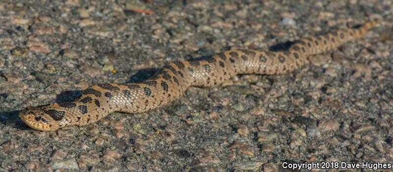 Southern Hog-nosed Snake (Heterodon simus)