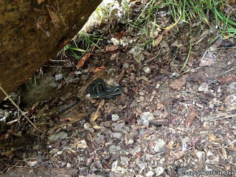 Sierra Gartersnake (Thamnophis couchii)