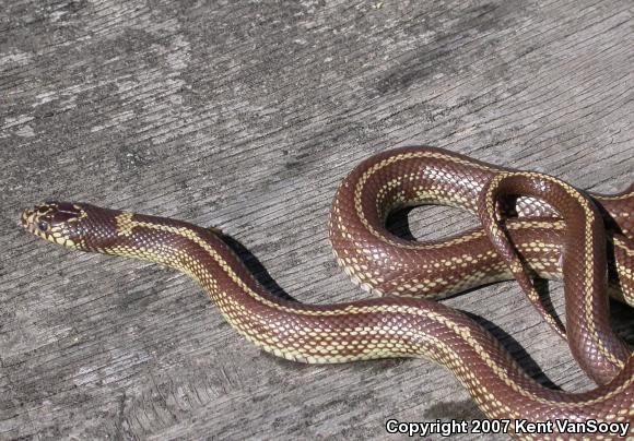 California Kingsnake (Lampropeltis getula californiae)