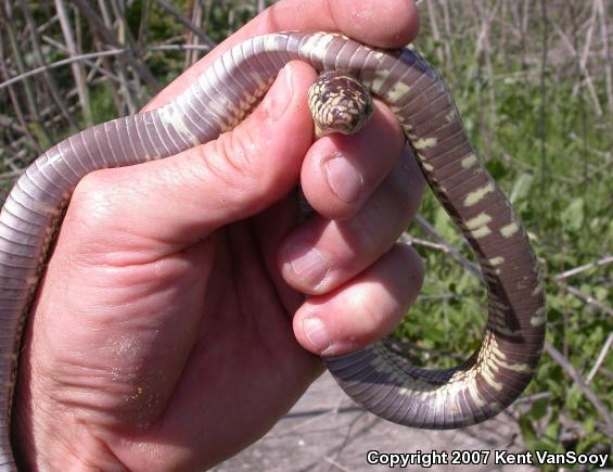 California Kingsnake (Lampropeltis getula californiae)