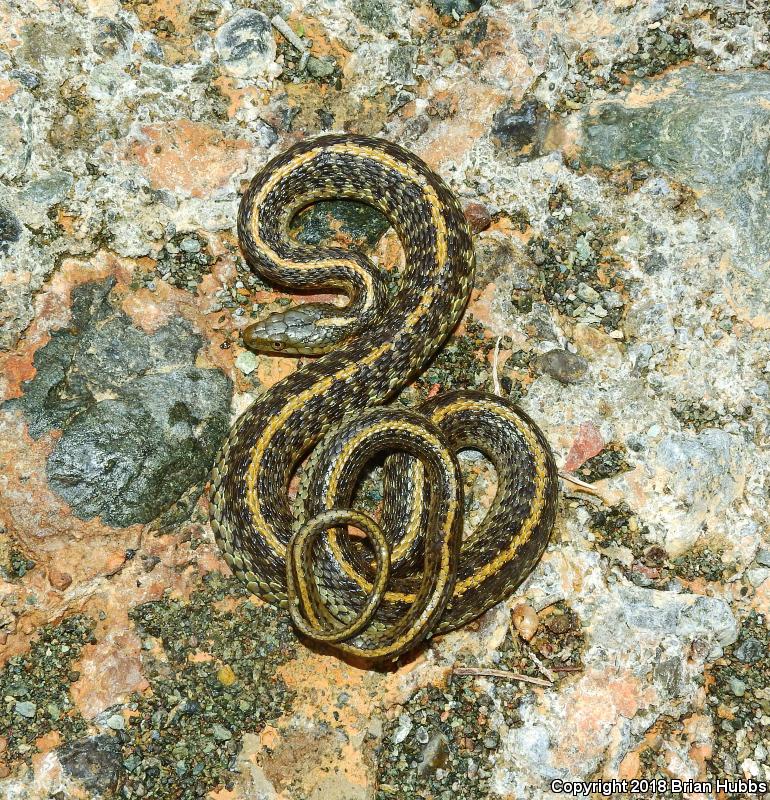 Oregon Gartersnake (Thamnophis atratus hydrophilus)