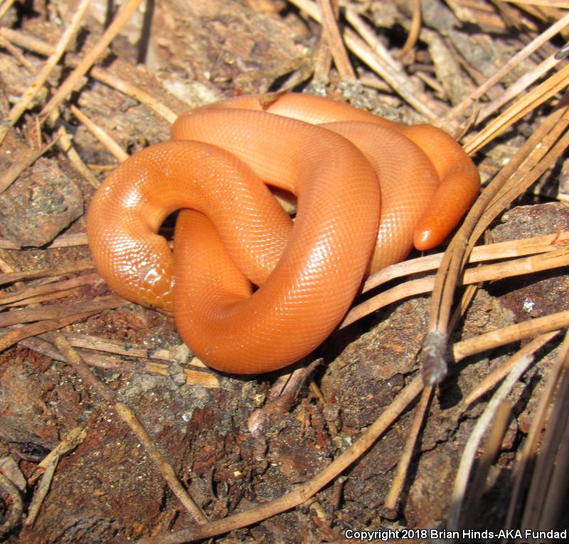 Southern Rubber Boa (Charina umbratica)