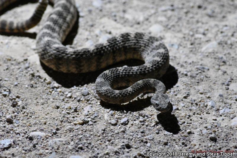 Tiger Rattlesnake (Crotalus tigris)