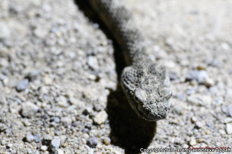 Tiger Rattlesnake (Crotalus tigris)