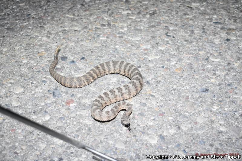 Tiger Rattlesnake (Crotalus tigris)