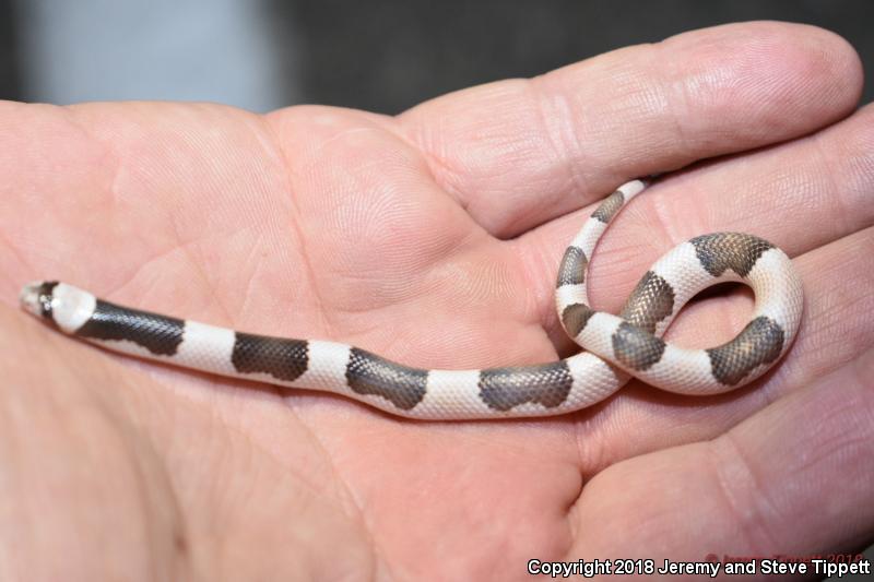 Saddled Leaf-nosed Snake (Phyllorhynchus browni)