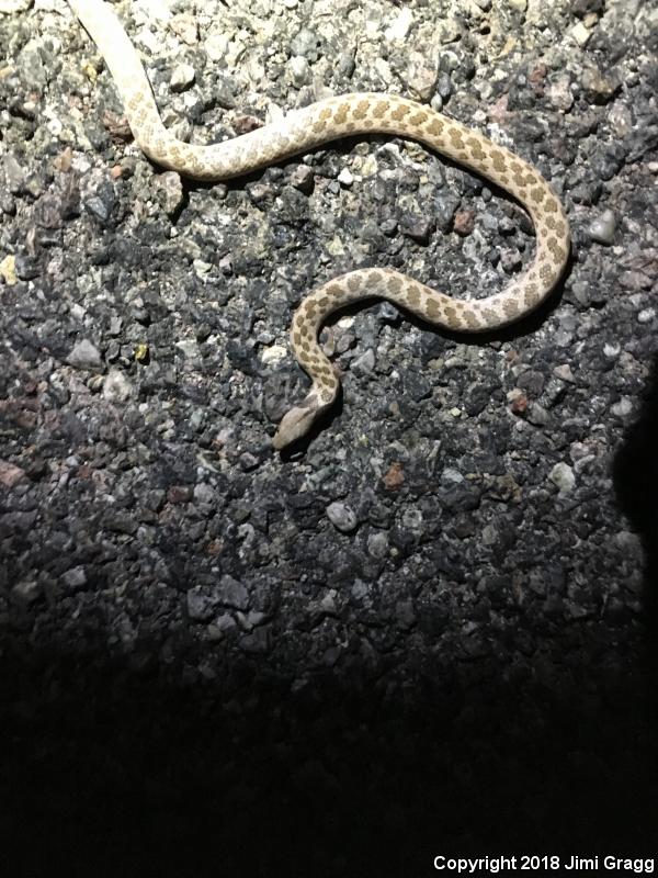 Sonoran Nightsnake (Hypsiglena chlorophaea chlorophaea)