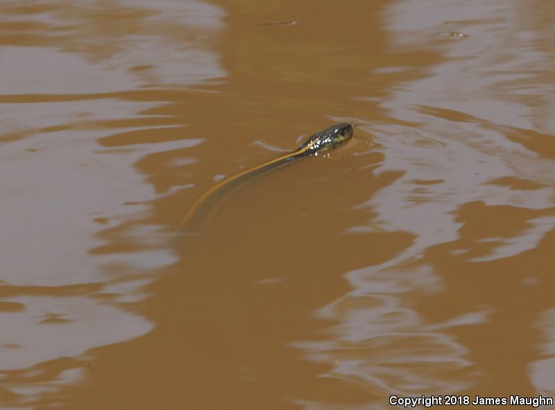 Diablo Gartersnake (Thamnophis atratus zaxanthus)