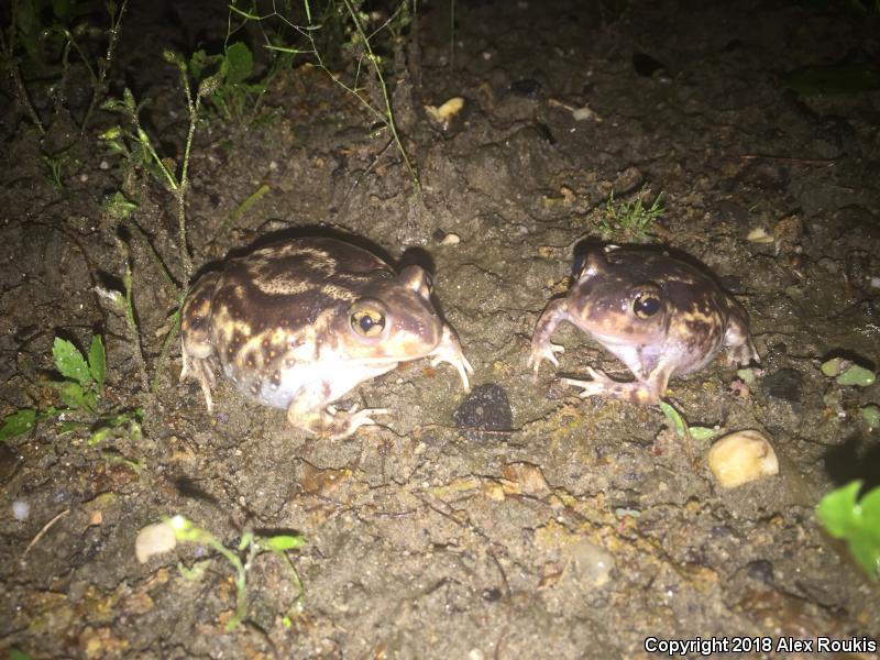 Eastern Spadefoot (Scaphiopus holbrookii)