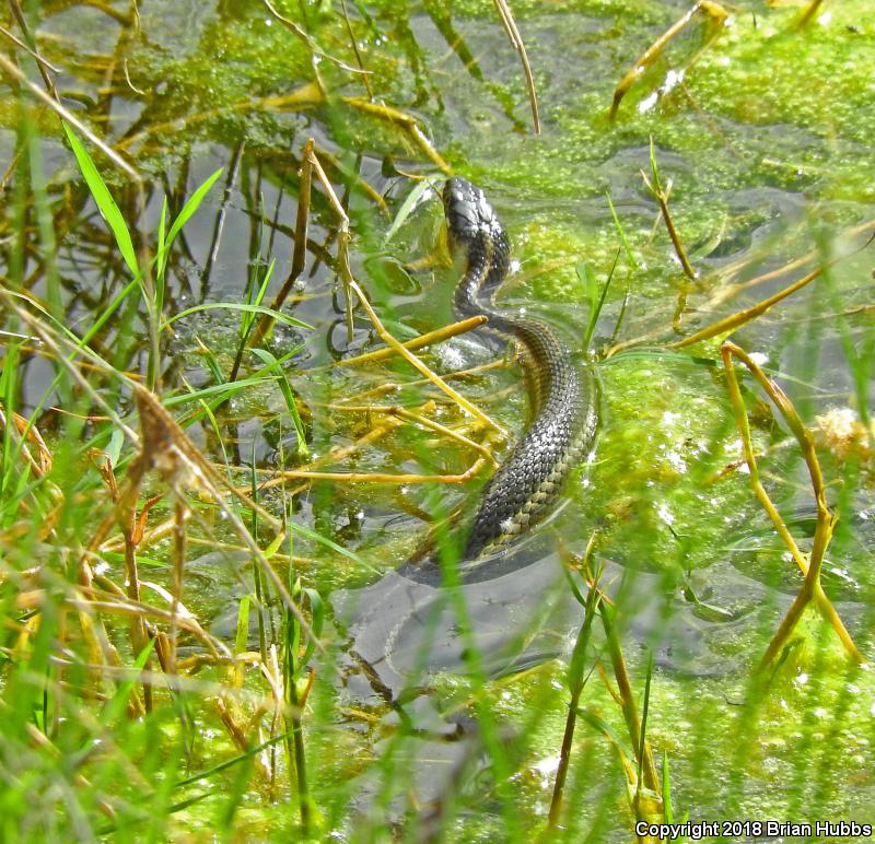 Oregon Gartersnake (Thamnophis atratus hydrophilus)