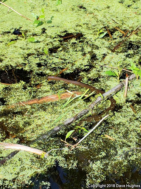 Red-bellied Watersnake (Nerodia erythrogaster erythrogaster)