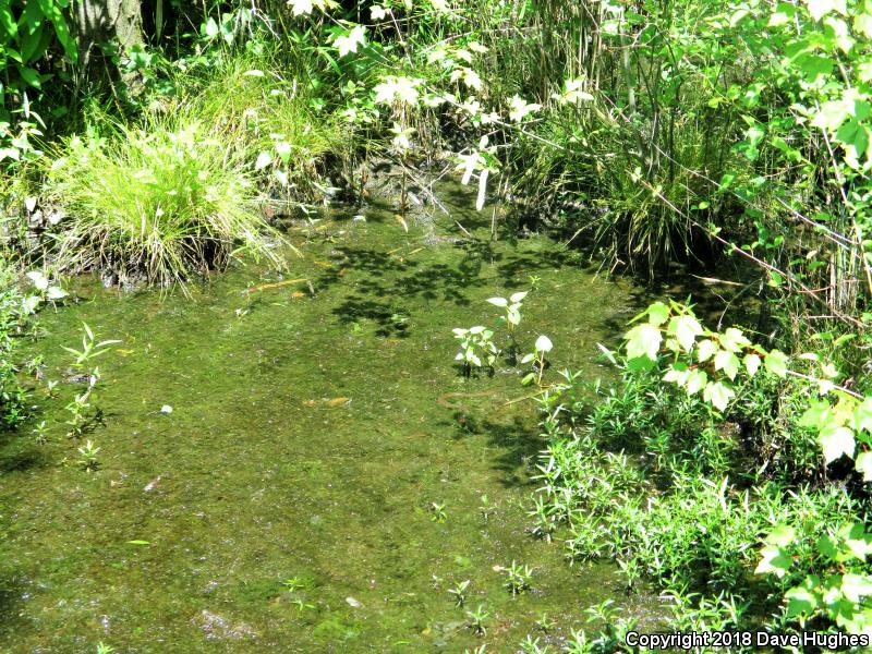 Red-bellied Watersnake (Nerodia erythrogaster erythrogaster)