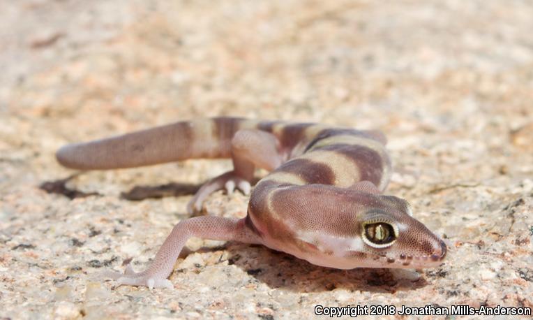 San Diego Banded Gecko (Coleonyx variegatus abbotti)