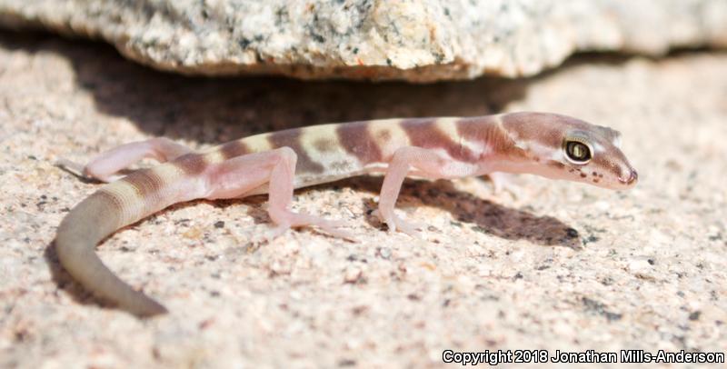 San Diego Banded Gecko (Coleonyx variegatus abbotti)