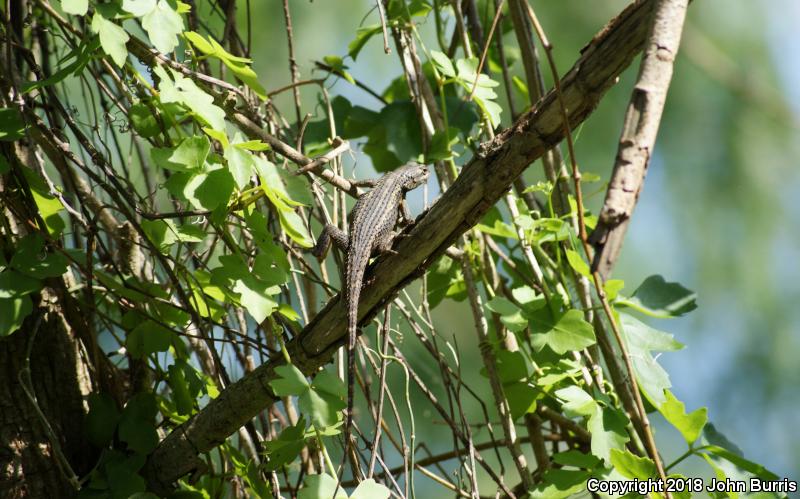 Rose-bellied Lizard (Sceloporus variabilis)