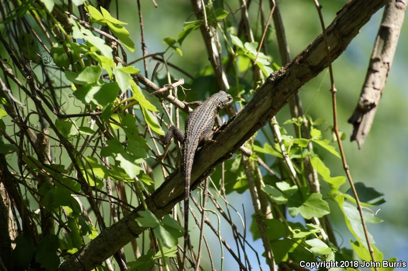 Rose-bellied Lizard (Sceloporus variabilis)