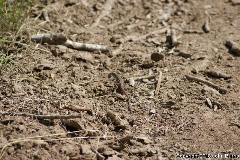 Common Spotted Whiptail (Aspidoscelis gularis)