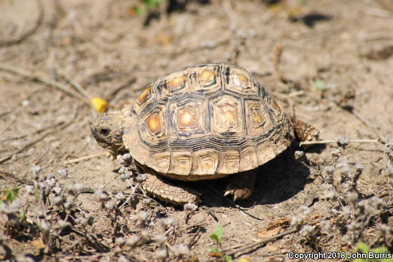 Texas Tortoise (Gopherus berlandieri)