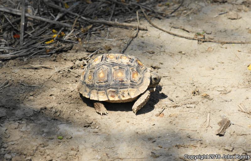 Texas Tortoise (Gopherus berlandieri)