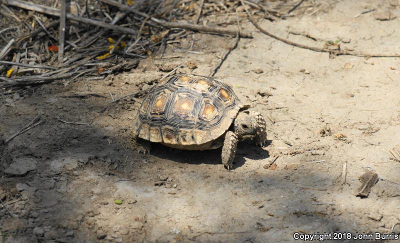 Texas Tortoise (Gopherus berlandieri)