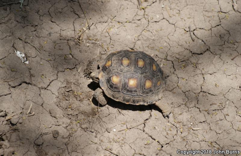 Texas Tortoise (Gopherus berlandieri)